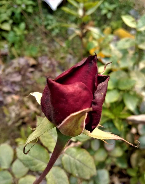 Portrait Red Rose Bud Blooming Clicked Garden — 图库照片