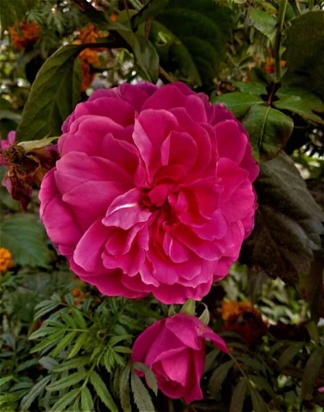 Portrait Beautiful Pink Rose Clicked Dim Light — Stockfoto