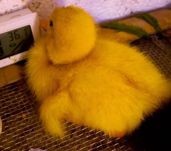 Portrait Newly Born Fluffy Duck Clicked While Sitting Corner — Fotografia de Stock