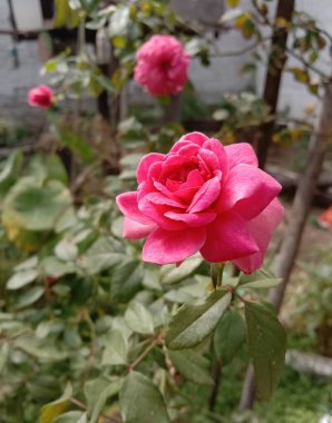A portrait of pink rose clicked in blurry rose in background.