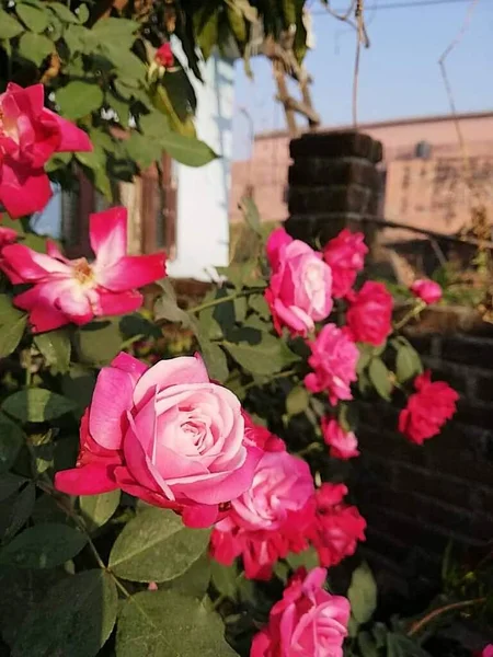 Close View Beautiful Blooming Pink Rose Flowers — Stockfoto