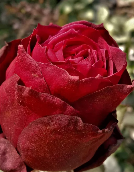 Red Rose Rain Water Drops Beautiful Background — Stockfoto