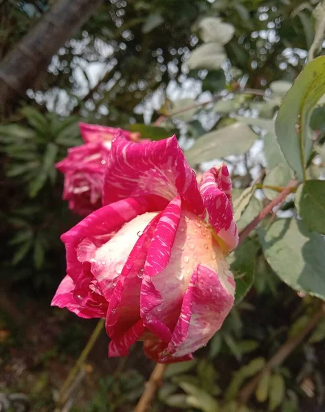 Closeup Beautiful Pink Rose Flower Garden — 图库照片
