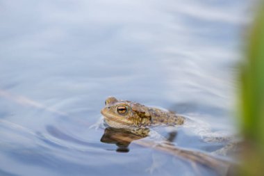 Bir gölde yüzen Kurbağa (Bufo bufo).