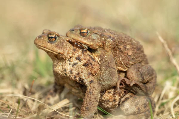 Par Sapos Bufo Bufo Macho Monta Espalda Las Hembras — Foto de Stock