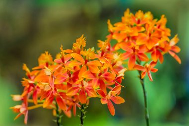 Flower umbels of an orange epidendrum orchid (Epidendrum radicans).
