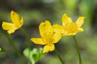 Closeup of marsh marigold blossoms (Caltha palustris).