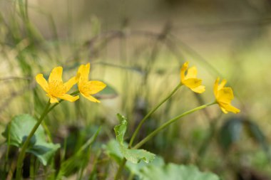 Marsh-marigold flowers (Caltha palustris)growing in wetland.