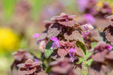 Purple blossoms of red dead-nettle (Lamium purpureum).
