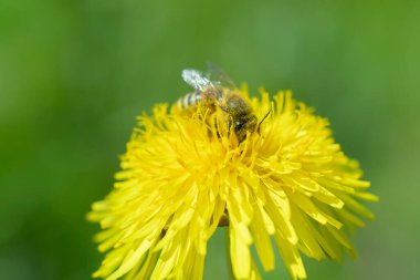 Honey bee gathering nectar from a dandelion flower.