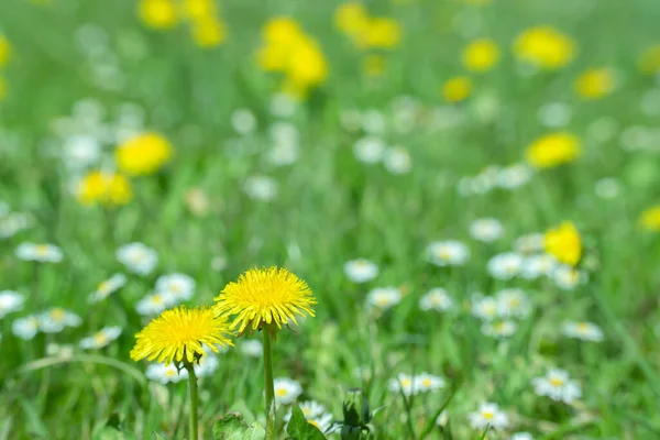 Field Dandelions Taraxacum Daisy Flowers Стоковое Изображение