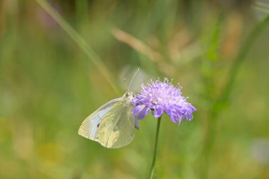 Small cabbage white butterfly (Pieris rapae) on a field scabious