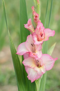Pink and white colored gladiolus in a garden.