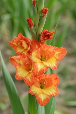 Orange and yellow colored gladiolus in a garden.