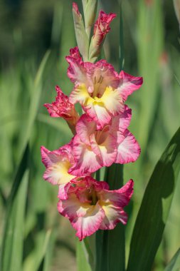 Gladiolus in different pink tones in a garden.