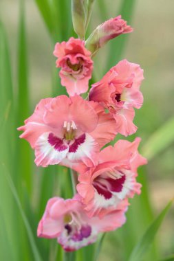 Gladiolus in different pink tones in a garden.