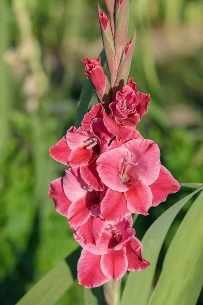 Gladiolus in pink tones in a garden.