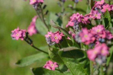 Pink forget-me-not cultivar (Genus Mysotis).