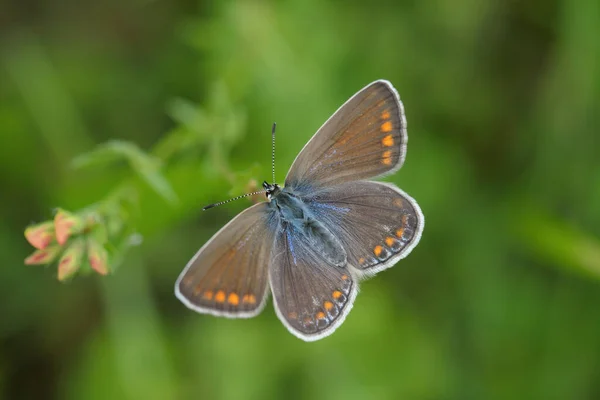 Female Common Blue Butterfly Polyommatus Icarus — Stockfoto