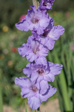 Single purple, blue gladiolus spike in a garden.