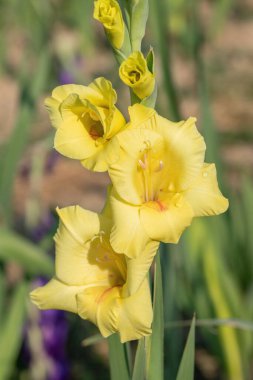 Açık sarı gladiolus çiçekleri bir bahçede.