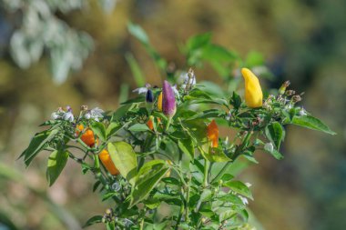 Chilli bush with colorful ripe and unripe peppers.