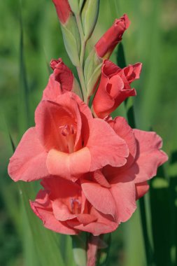Gladiolus spike in intensive pink color.