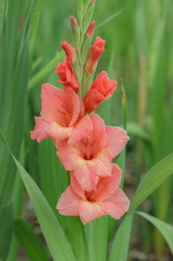 Pech colored gladiolus blossom in a garden.