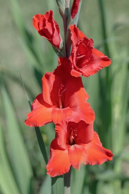 Fire-red gladiolus blossom in a garden.