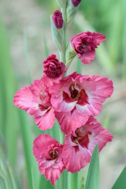Gladiolus spike in pink and pastel color tones.