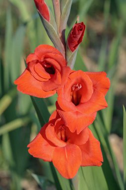 Ateş kırmızısı gladiolus bir bahçede çiçek açar.