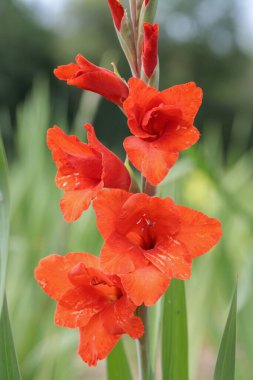 Bahçede ateş kırmızısı gladiolus çiçeği.