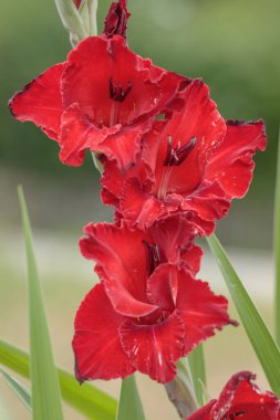 Bahçedeki kırmızı gladiolus çiçeği.