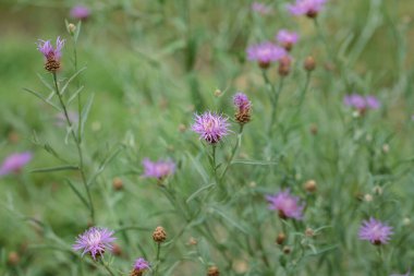Kahverengi knapweed 'in pembe çiçekleri (Centaurea jacea).