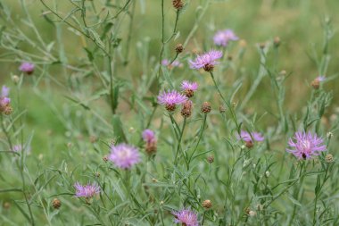 Kahverengi knapweed 'in pembe çiçekleri (Centaurea jacea).