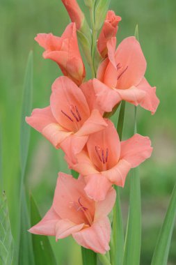 Gladiolus şeftali renginde çiçek açar..