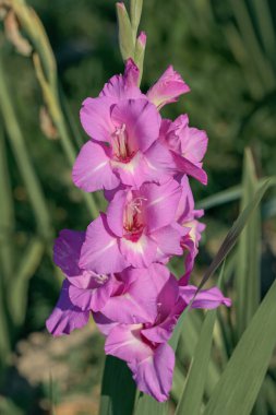 Açık mor gladiolus çiçekleri bir bahçede.