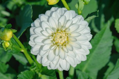 Kar beyazı yıldız çiçeği