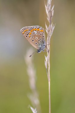 Female common blue butterfly (Polyommatus icarus).