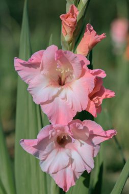 Açık pembe gladiolus bir bahçede çiçek açar..