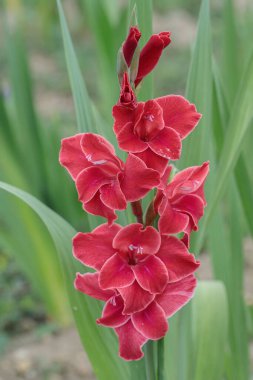 Beyaz çiçekli kırmızı gladiolus çiçeği..