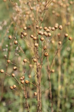 Keten (Cinsiyet Linum) kuru tohum kapsülleri).