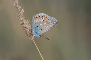 Erkek yaygın mavi kelebek (Polyommatus icarus).