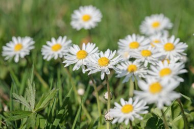 Bir grup papatya (Bellis perennis).