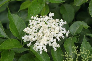 Siyahi yaşlıların infloresansı (Sambucus nigra).
