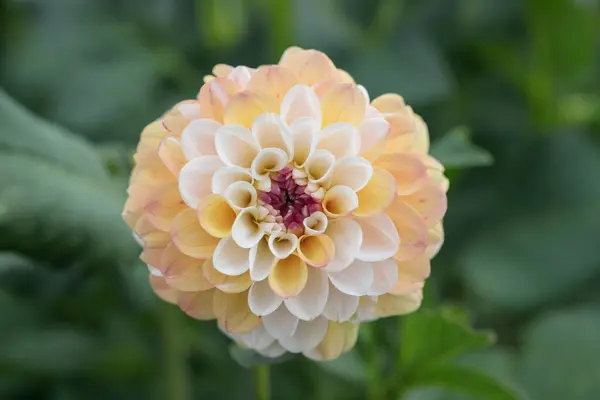 桃色の色調で多色のダリアの花 — ストック写真
