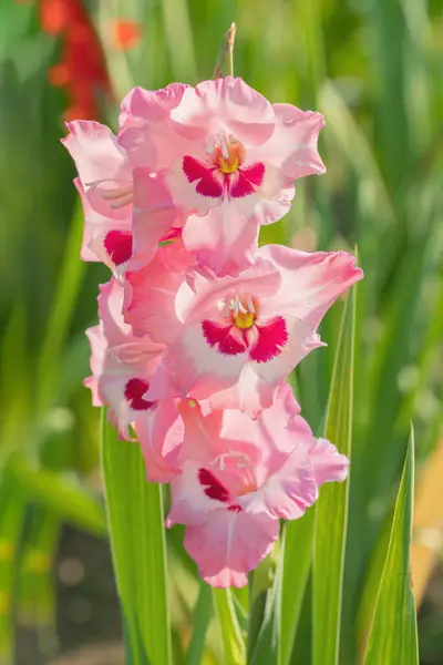 Gladiolus Blossom Several Pink Shades — Stock Photo, Image
