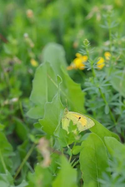 Clouded yellow butterfly (Genus colias) hides between blades of grass