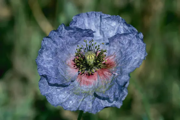 Fleur Cultivar Pavot Bleu Genre Papaver — Photo