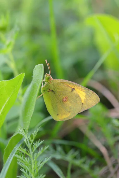 Clouded yellow butterfly (Genus Colias) hides between some grass.